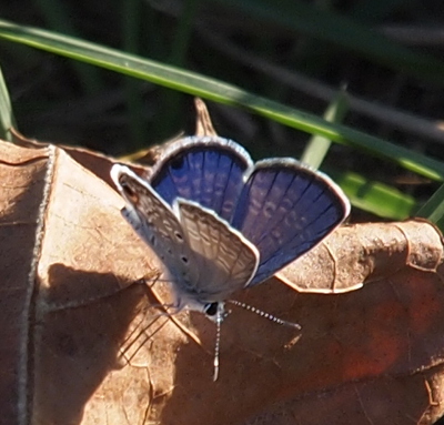 [The butterfly is perched on a leaf with its wings in a vee above the body. The outside of the near wing and the inside of the far wing are visible. Rather than being a solid color, the inside of the wing appears to have white dashes on it.]